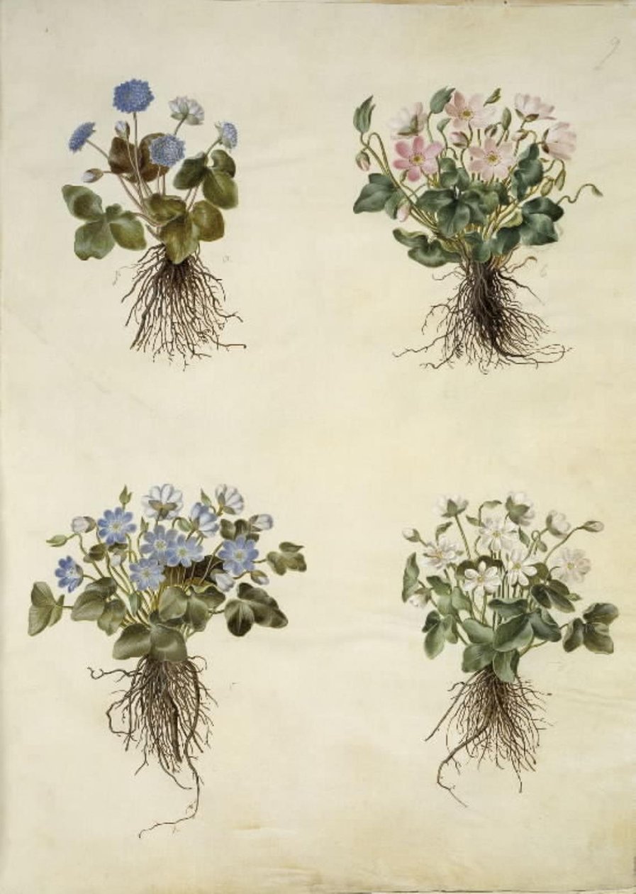 Anemone hepatica (modrá sasanka) od Hans Simon Holtzbecker