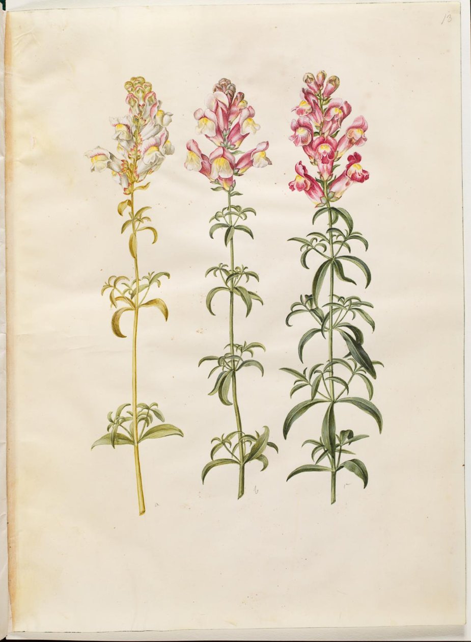 Antirrhinus majus (have-løvemund) od Hans Simon Holtzbecker
