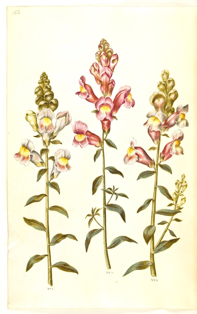 Antirrhinus majus (have-løvemund) od Hans Simon Holtzbecker