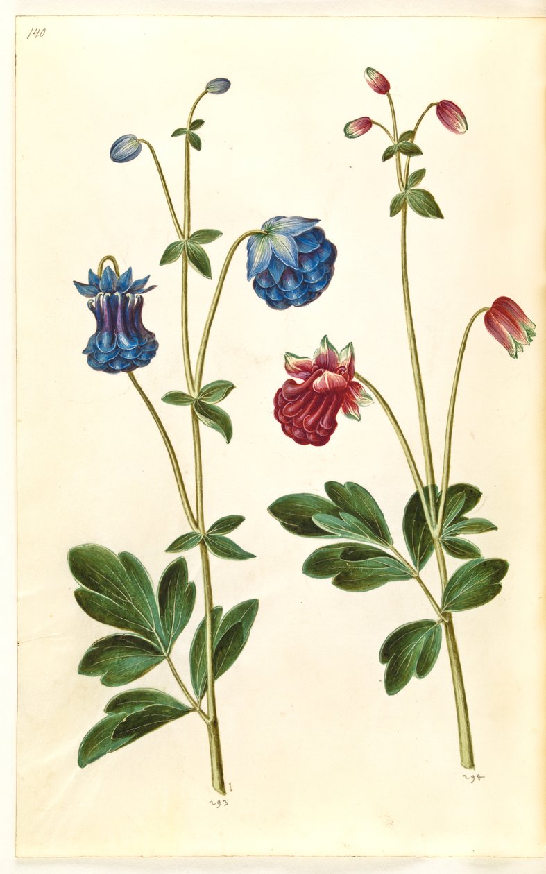 Aquilegia vulgaris (kolumbína obecná) od Hans Simon Holtzbecker