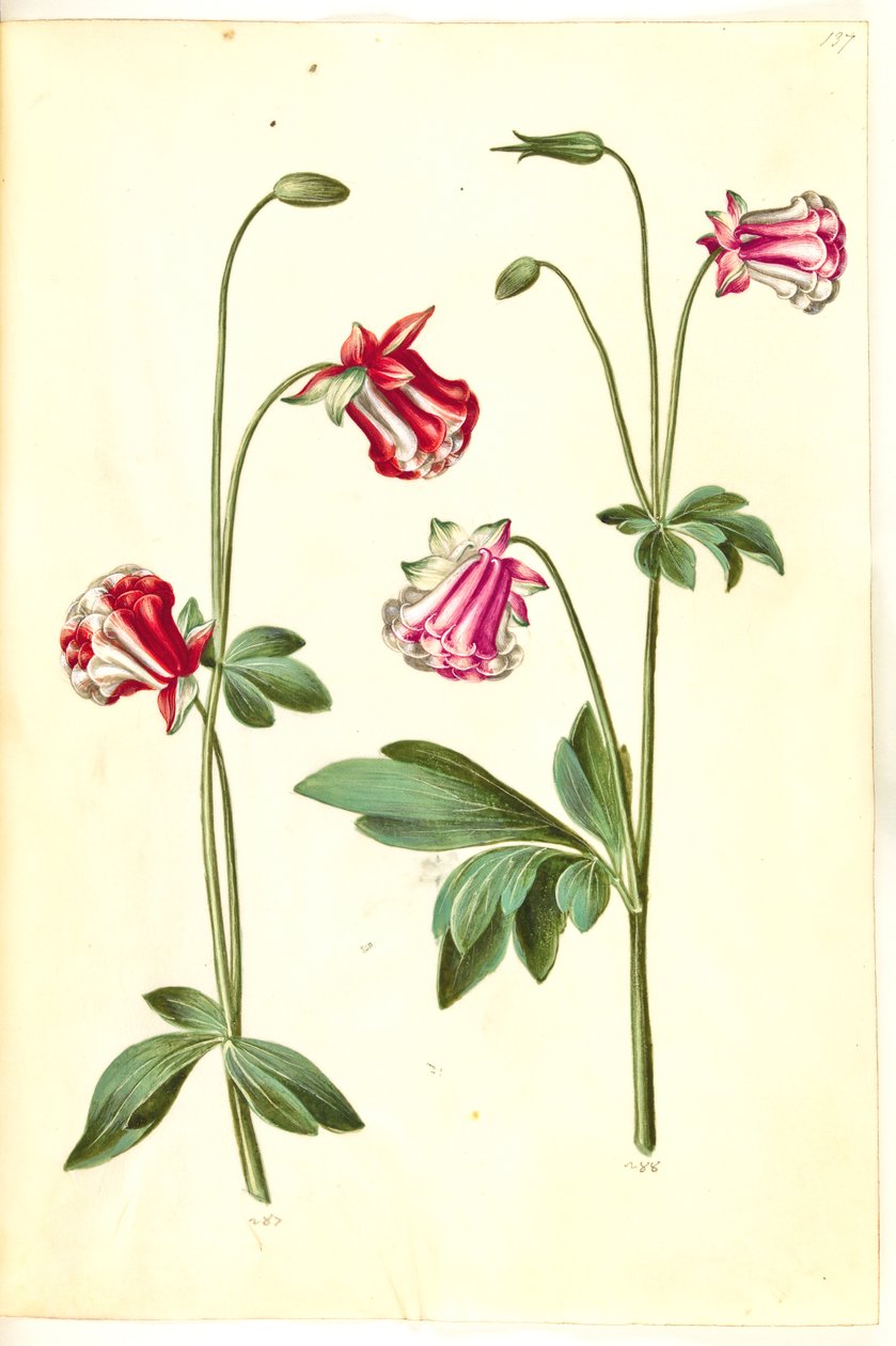 Aquilegia vulgaris (kolumbína obecná) od Hans Simon Holtzbecker