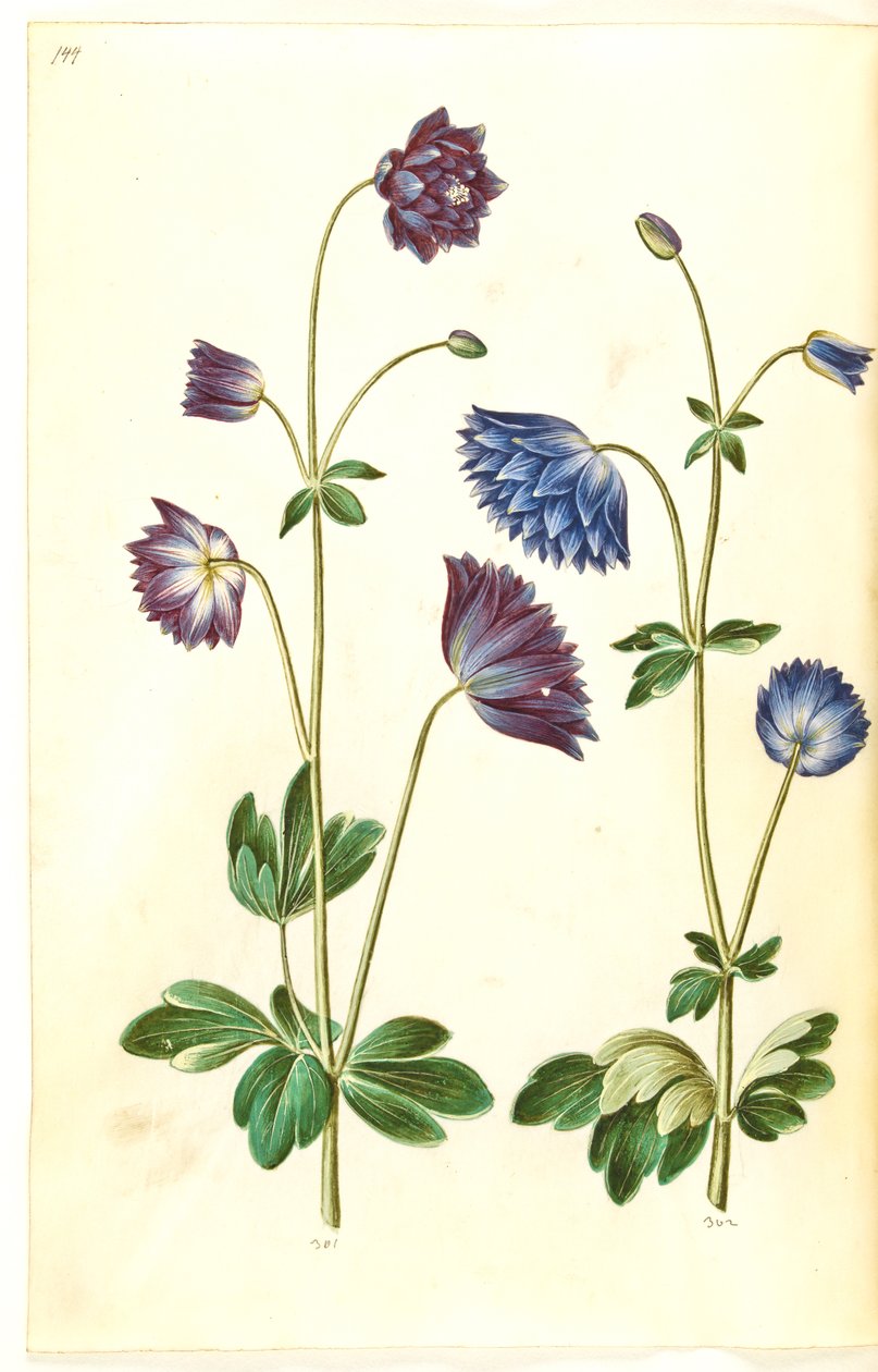 Aquilegia vulgaris (kolumbína obecná) od Hans Simon Holtzbecker
