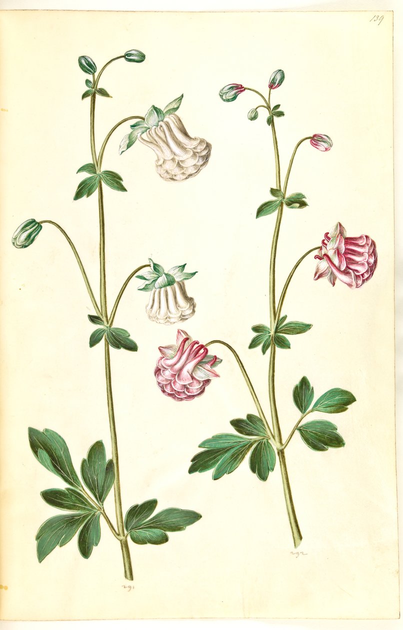 Aquilegia vulgaris (kolumbína obecná) od Hans Simon Holtzbecker