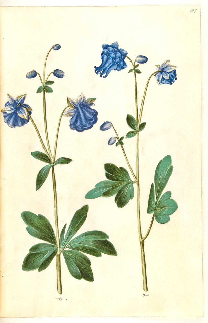 Aquilegia vulgaris (kolumbína obecná) od Hans Simon Holtzbecker