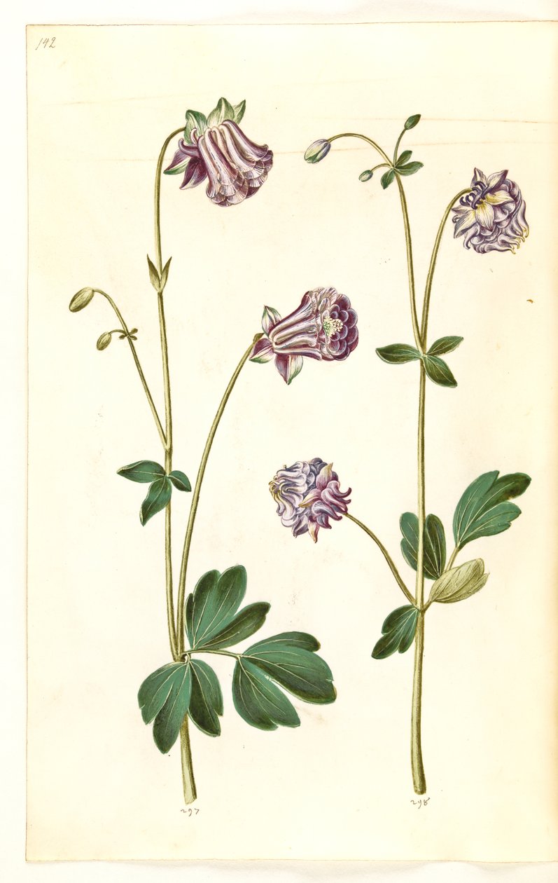 Aquilegia vulgaris (kolumbína obecná) od Hans Simon Holtzbecker