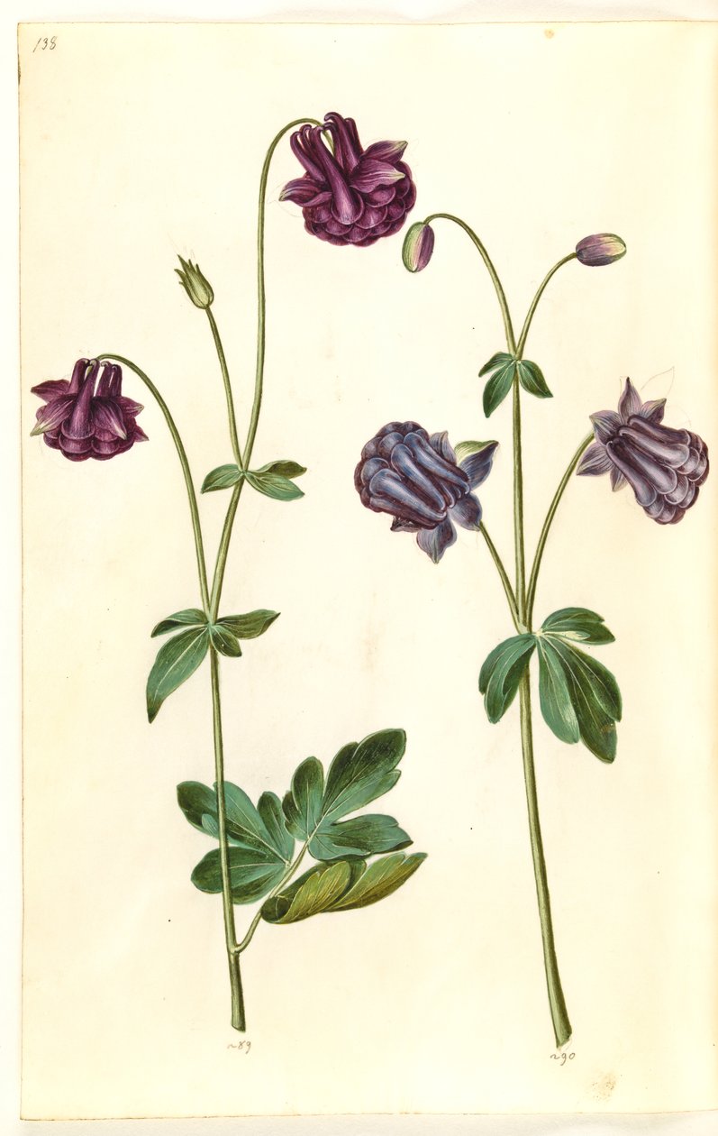 Aquilegia vulgaris (kolumbína obecná) od Hans Simon Holtzbecker