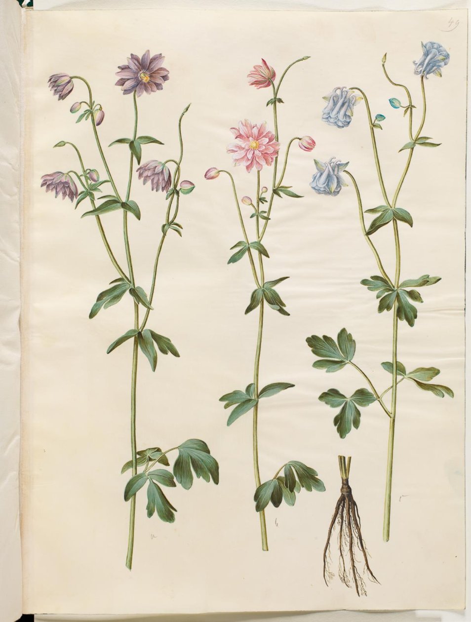 Aquilegia vulgaris (kolumbína obecná) od Hans Simon Holtzbecker
