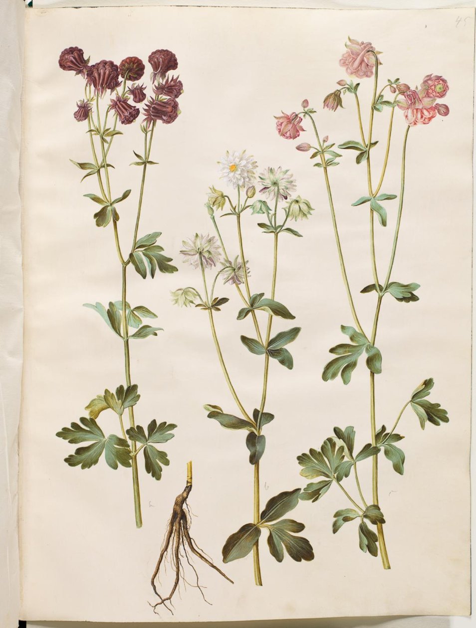 Aquilegia vulgaris (kolumbína obecná) od Hans Simon Holtzbecker