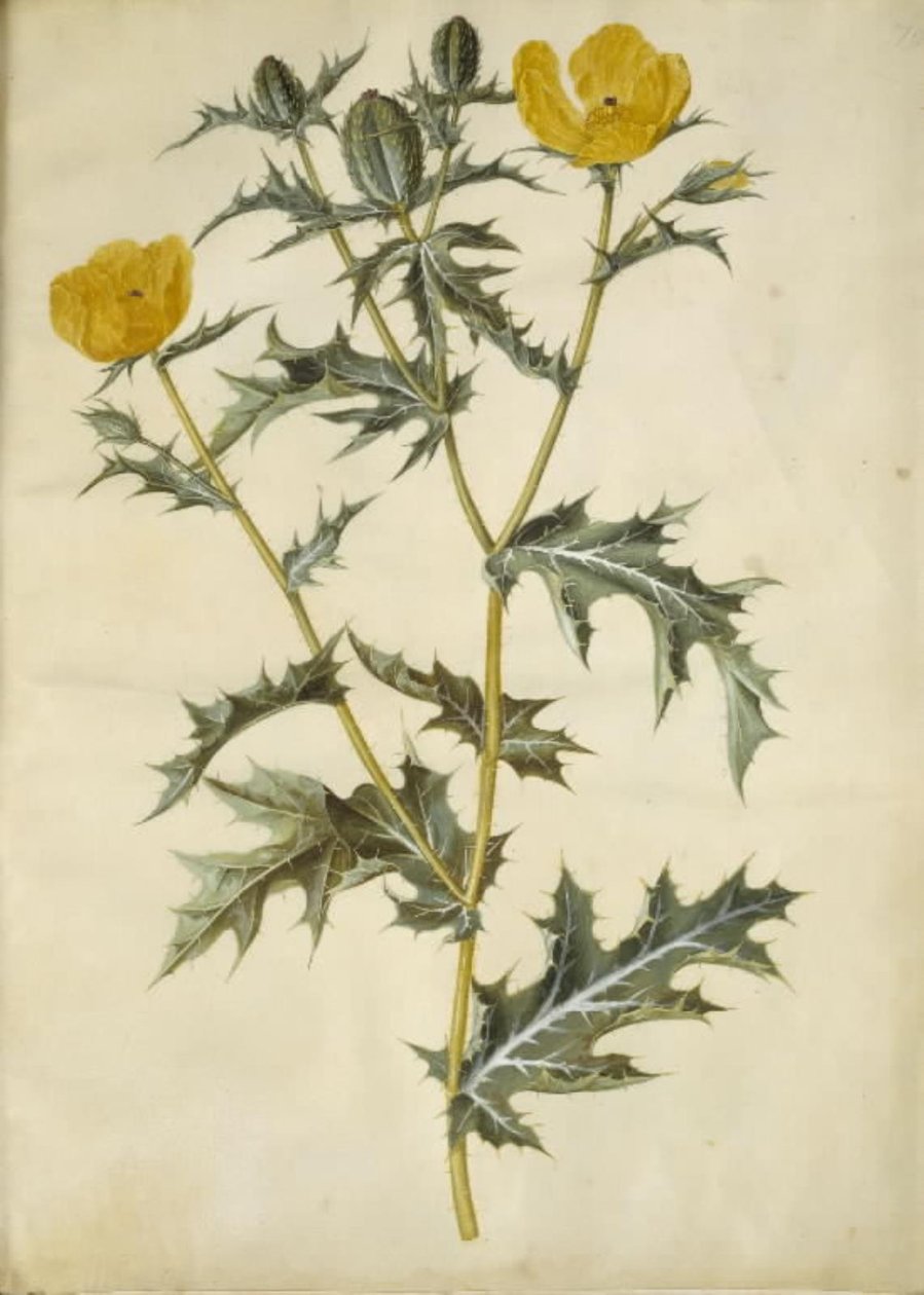 Argemone mexicana (mexický pichlavý mák) od Hans Simon Holtzbecker