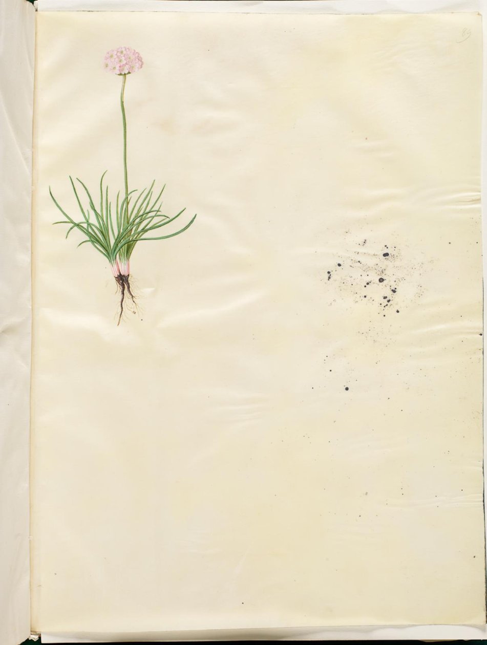 Armeria maritima (běžná anglická tráva) od Hans Simon Holtzbecker