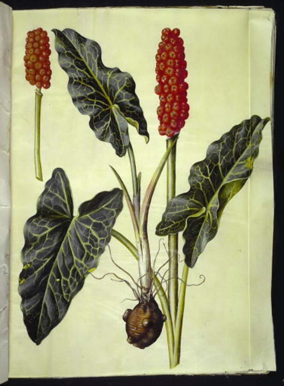 italský arum (italiensk arum) od Hans Simon Holtzbecker