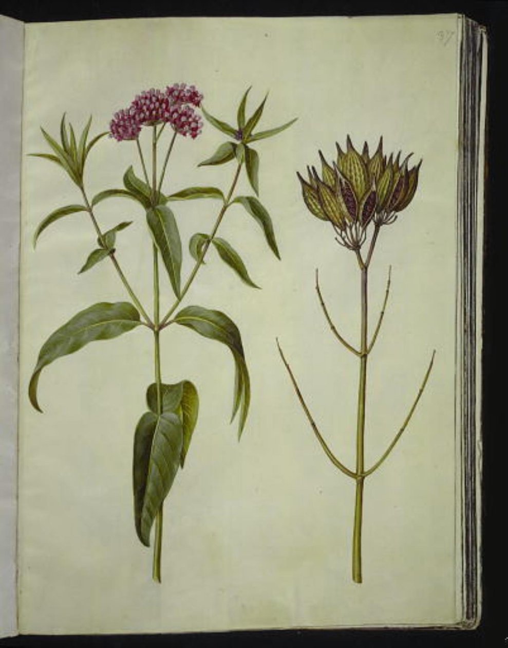 Asclepias incarnata (růže-hedvábná rostlina) od Hans Simon Holtzbecker