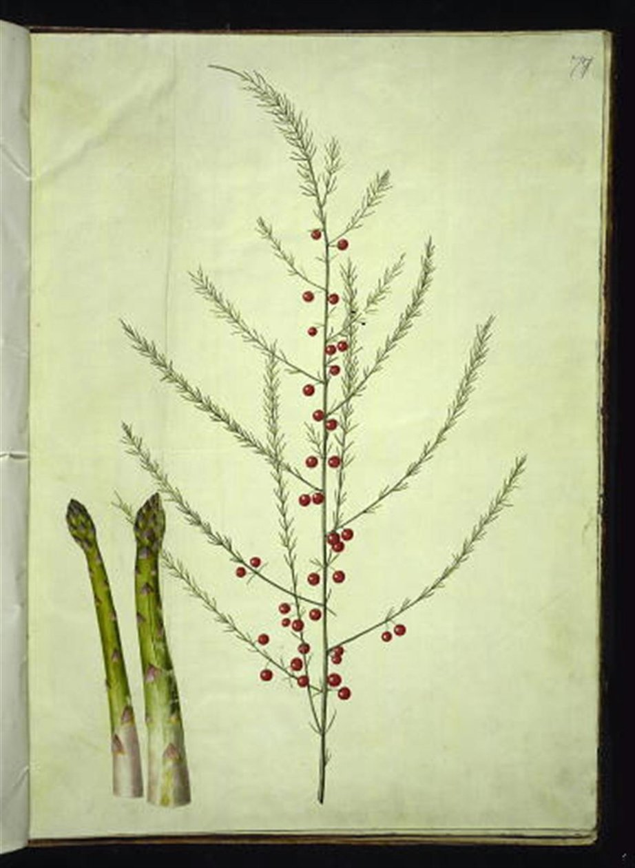Asparagus officinalis (chřest obyčejný) od Hans Simon Holtzbecker