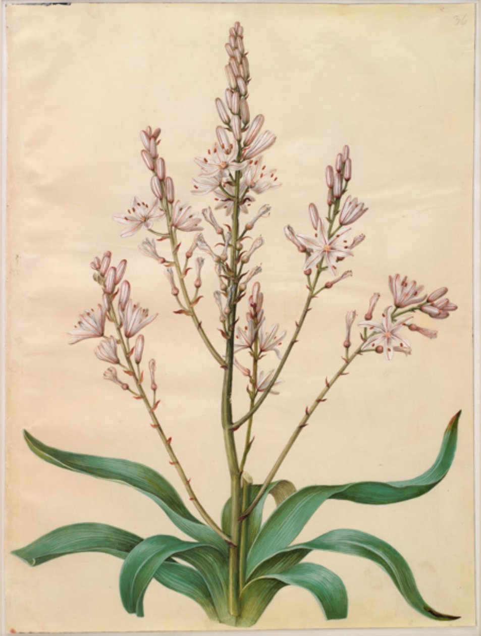 Asphodel ramosus (zelený narcis) od Hans Simon Holtzbecker