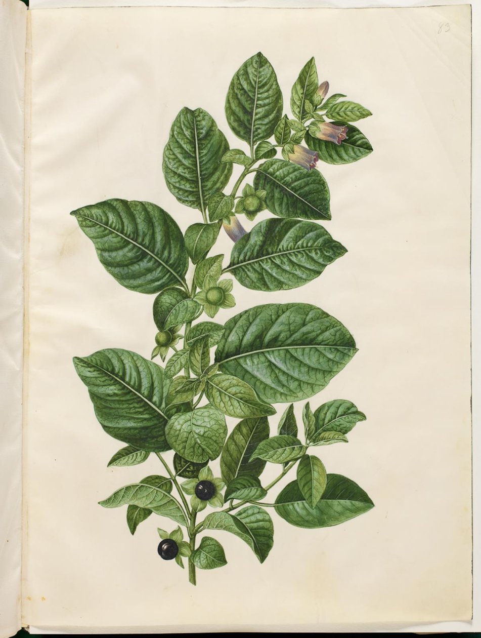 Atropa belladonna (medovka) od Hans Simon Holtzbecker