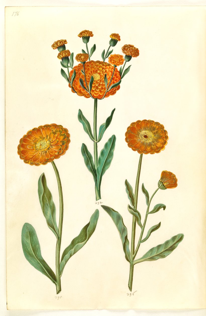 Calendula officinalis (měsíček zahradní) od Hans Simon Holtzbecker