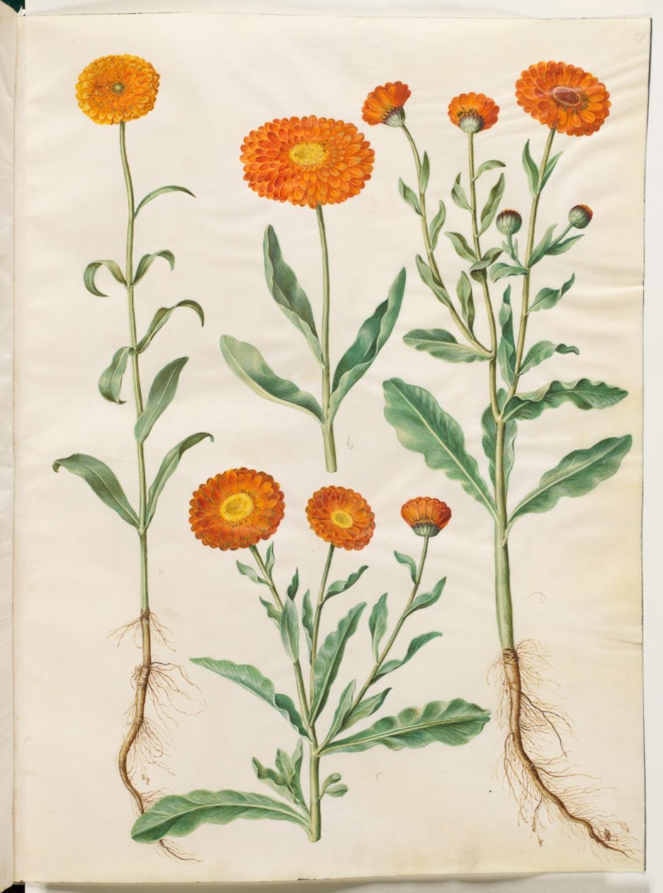 Calendula officinalis (měsíček zahradní) od Hans Simon Holtzbecker