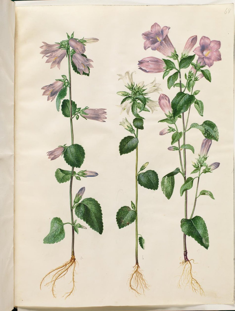 Campanula trachelium (zvonek kopřivový); Campanula medium (Marie