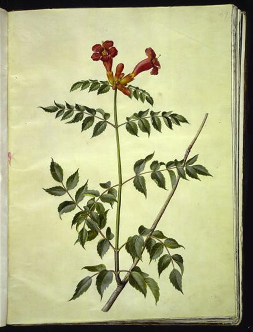 Campsis radicans (trubka obecná) od Hans Simon Holtzbecker