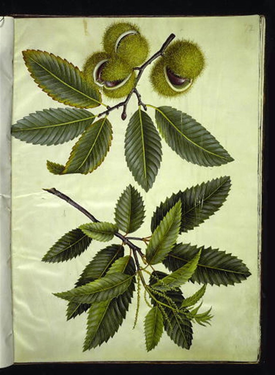 Castanea sativa (pravý kaštan) od Hans Simon Holtzbecker