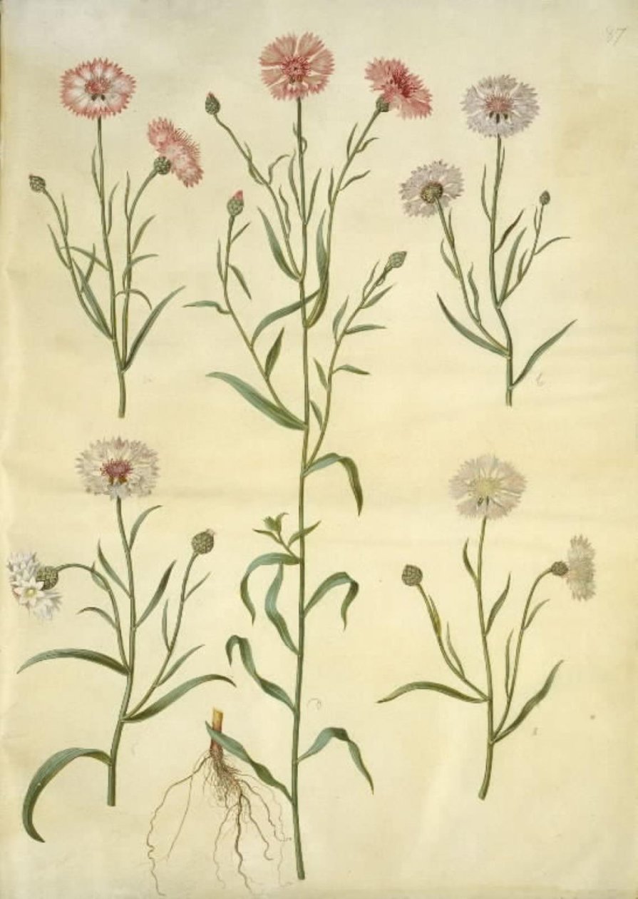 Centaurea cyanus (chrpa) od Hans Simon Holtzbecker