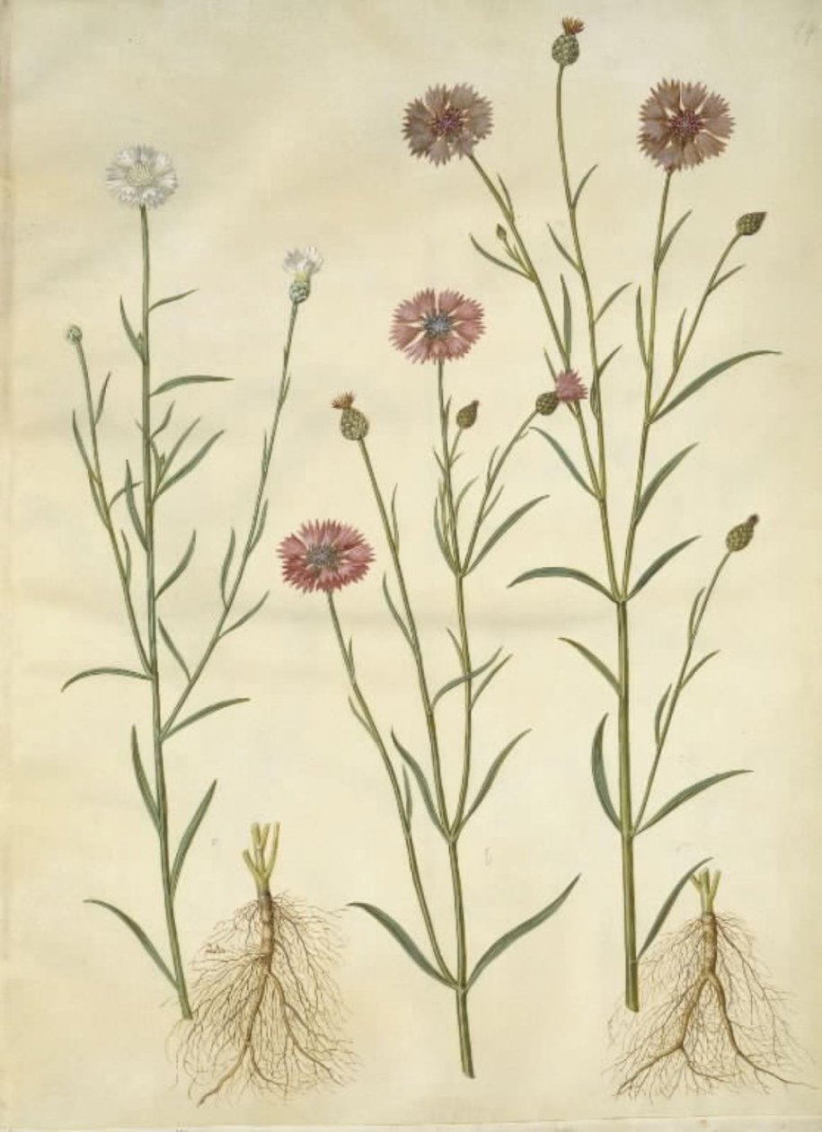 Centaurea cyanus (chrpa) od Hans Simon Holtzbecker