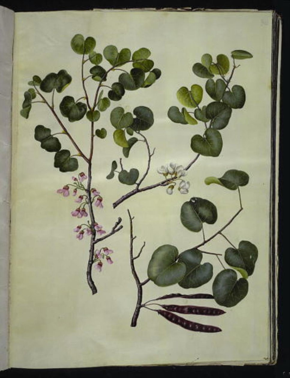 Cercis siliquastrum (almindelig judastræ) od Hans Simon Holtzbecker