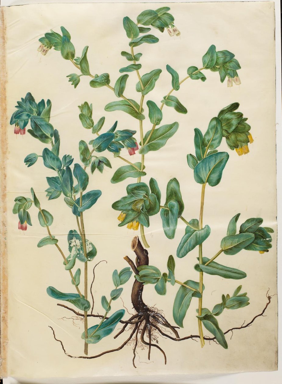 Cerinthe major (stor voksurt) od Hans Simon Holtzbecker