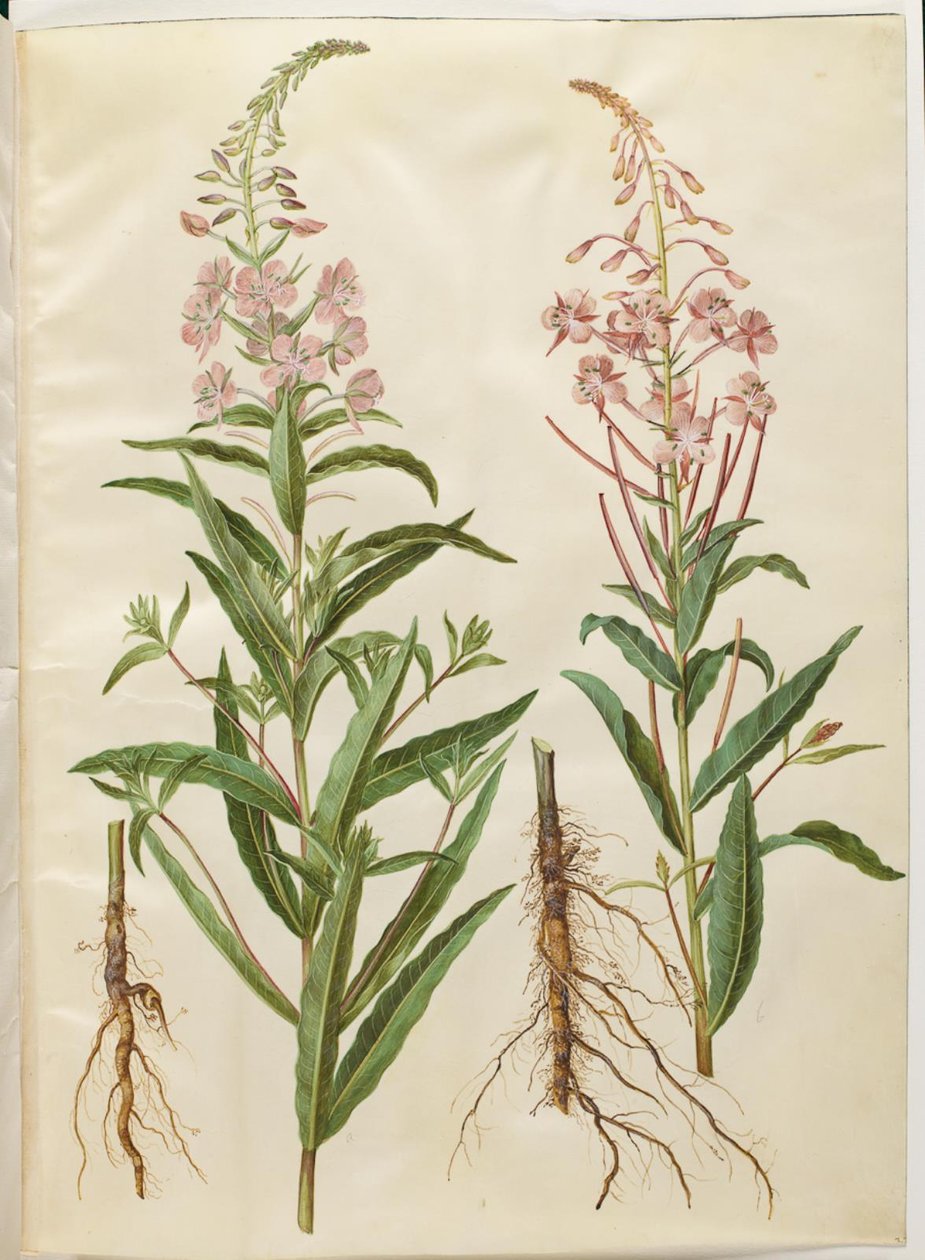 Chamerion angustifolium (smalbladet gederams) od Hans Simon Holtzbecker