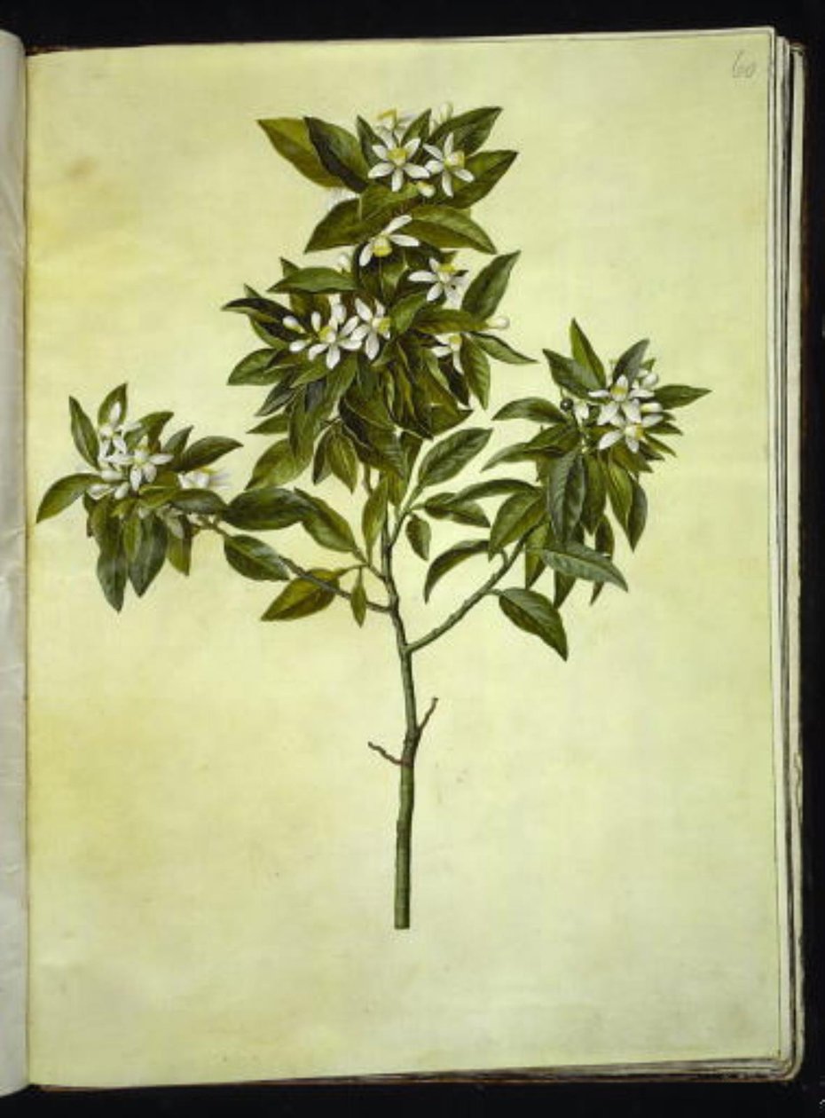Citrus aurantium (pomeranč) od Hans Simon Holtzbecker