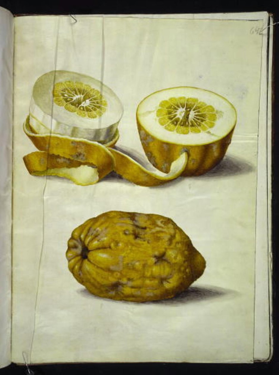 Citrus medica (cedrat) od Hans Simon Holtzbecker