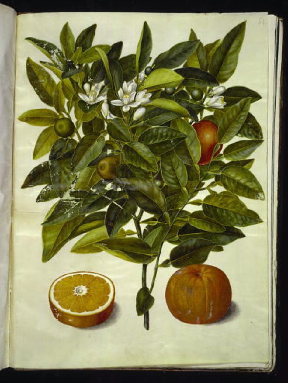Citrus sinensis (pomeranč) od Hans Simon Holtzbecker