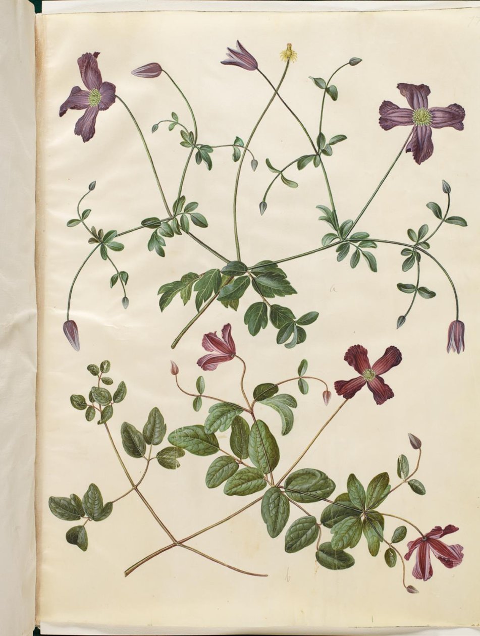 Clematis viticella (italsky skovranke) od Hans Simon Holtzbecker