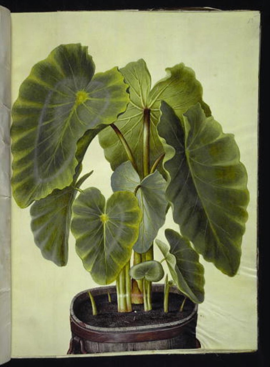 Colocasia esculenta (taro) od Hans Simon Holtzbecker