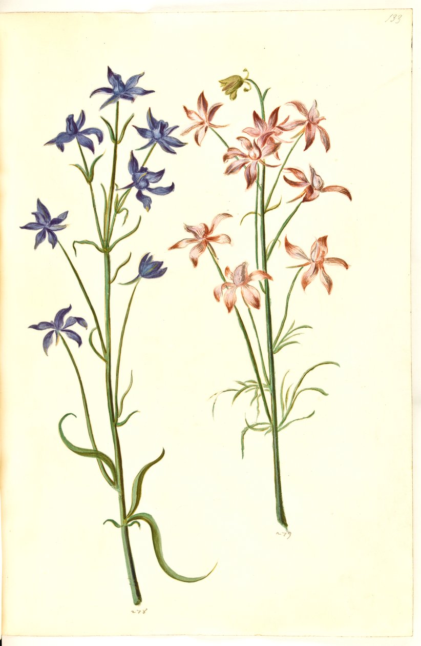 Consolida Regalis (Korn-Riedersfoor) od Hans Simon Holtzbecker