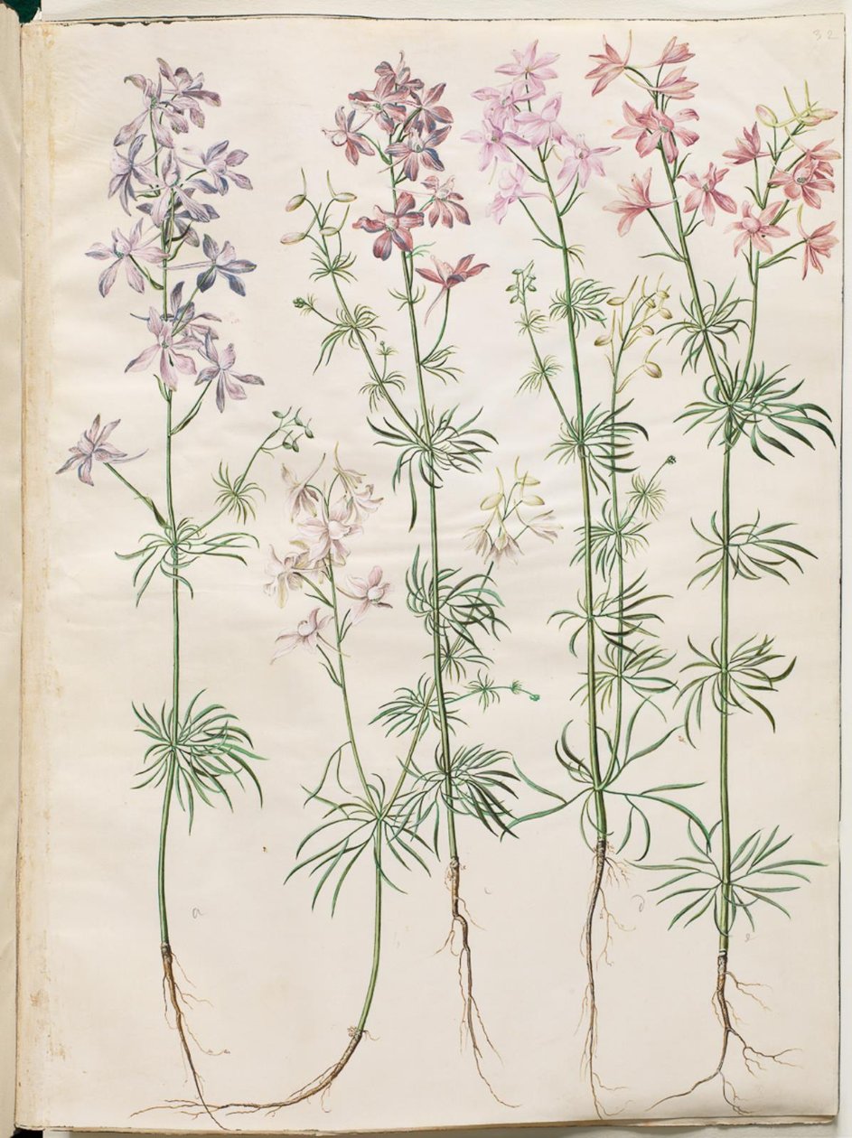 Consolida Regalis (Korn-Riedersfoor) od Hans Simon Holtzbecker