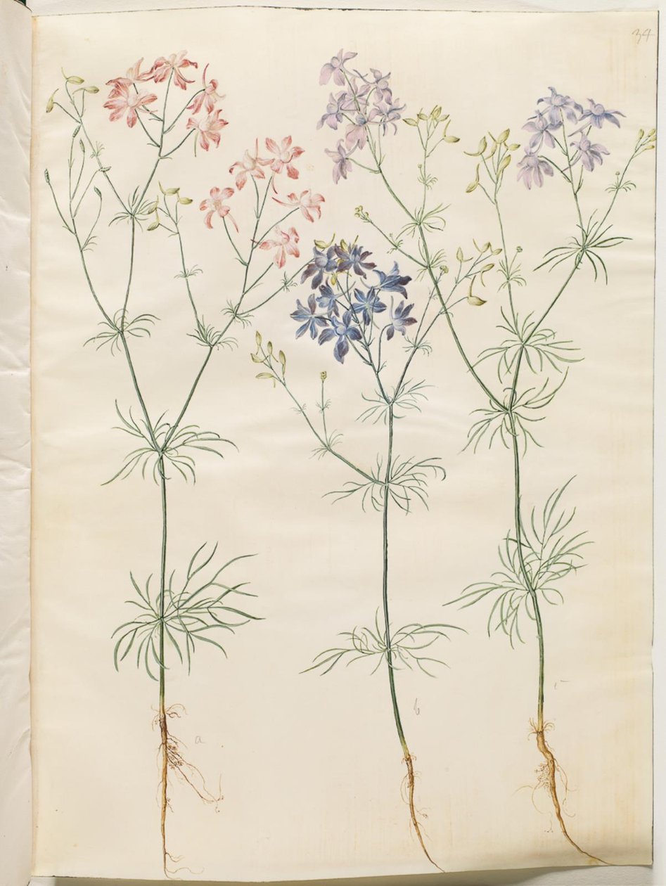 Consolida Regalis (Korn-Riedersfoor) od Hans Simon Holtzbecker