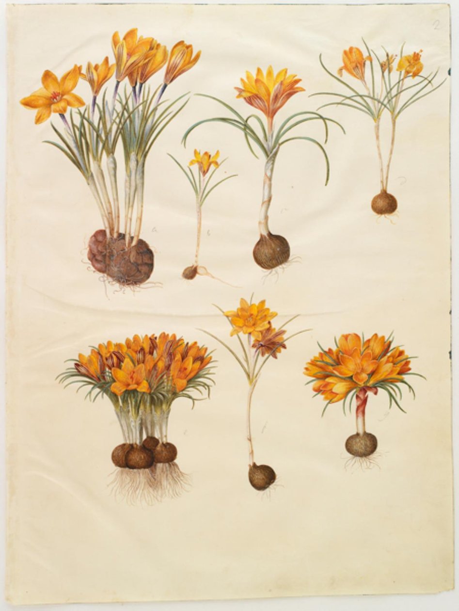 Crocus angustifolius (balkánský krokus) od Hans Simon Holtzbecker