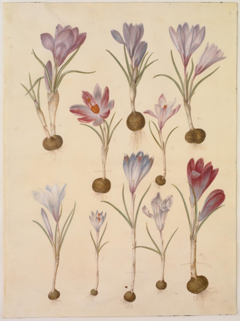 Crocus vernus (jarní krokus) od Hans Simon Holtzbecker