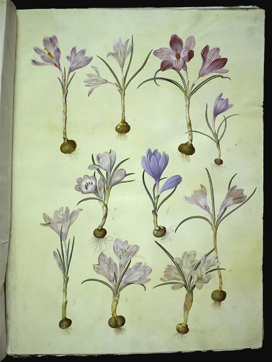 Crocus vernus (jarní krokus) od Hans Simon Holtzbecker