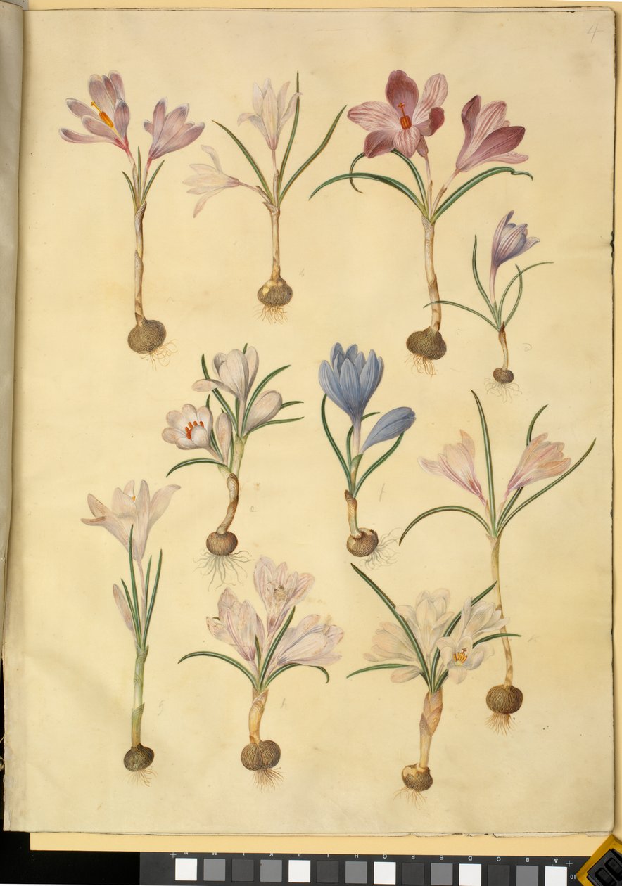 Crocus vernus (divoký krokus) od Hans Simon Holtzbecker