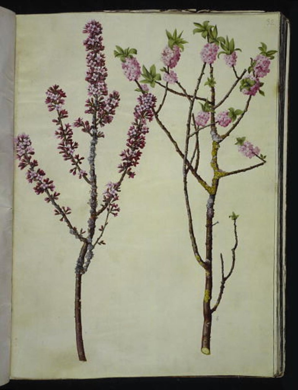 Daphne mezereum (peberbusk) od Hans Simon Holtzbecker