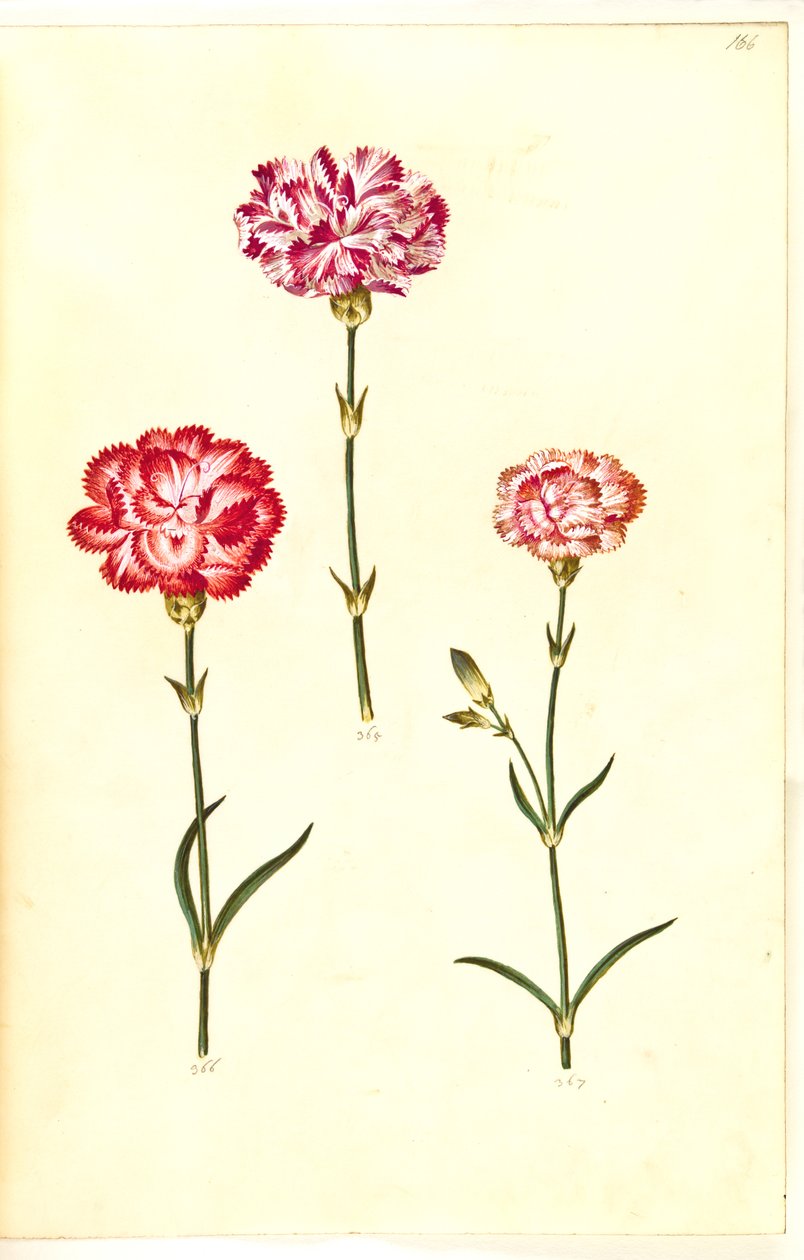 Dianthus caryophyllus (zahradní karafiát) od Hans Simon Holtzbecker
