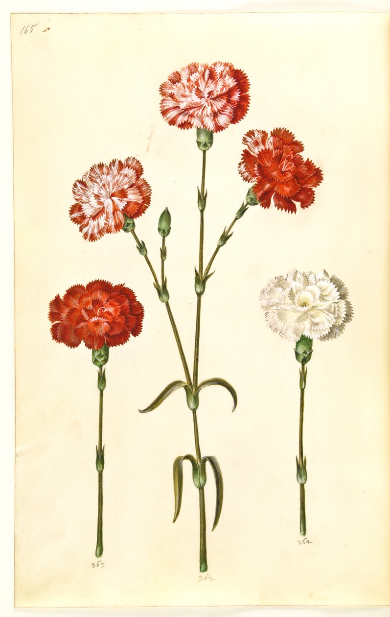 Dianthus caryophyllus (zahradní karafiát) od Hans Simon Holtzbecker
