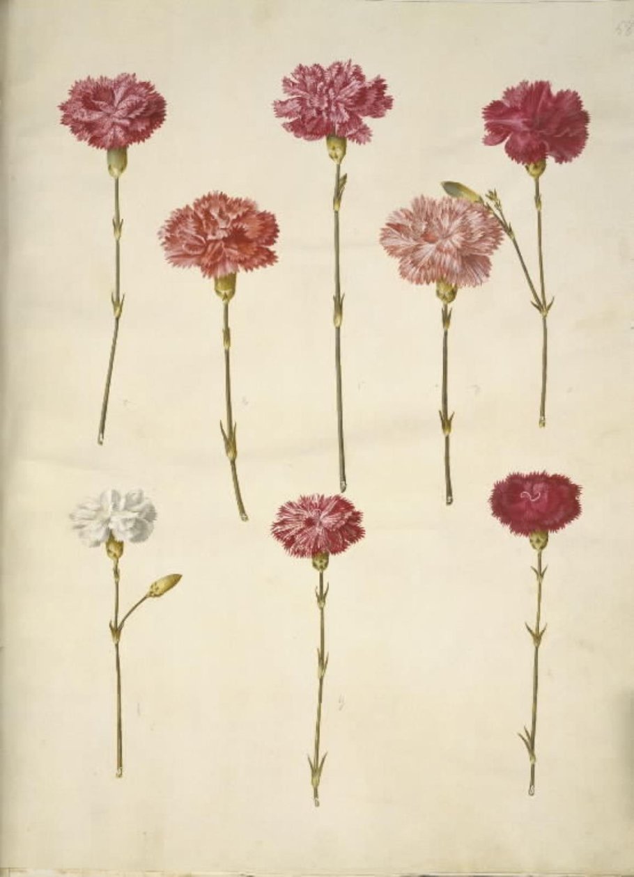 Dianthus caryophyllus (zahradní karafiát) od Hans Simon Holtzbecker