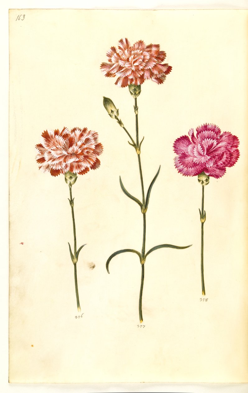 Dianthus caryophyllus (zahradní karafiát) od Hans Simon Holtzbecker