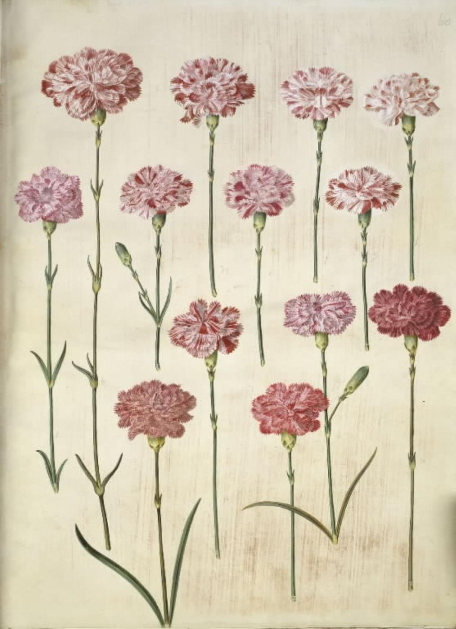 Dianthus caryophyllus (zahradní karafiát) od Hans Simon Holtzbecker