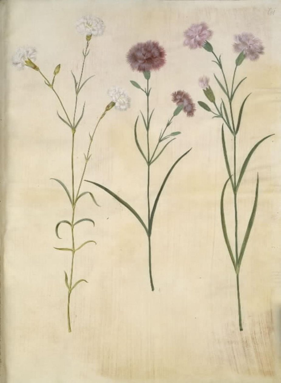 Dianthus plumarius (hvozdík peří) od Hans Simon Holtzbecker