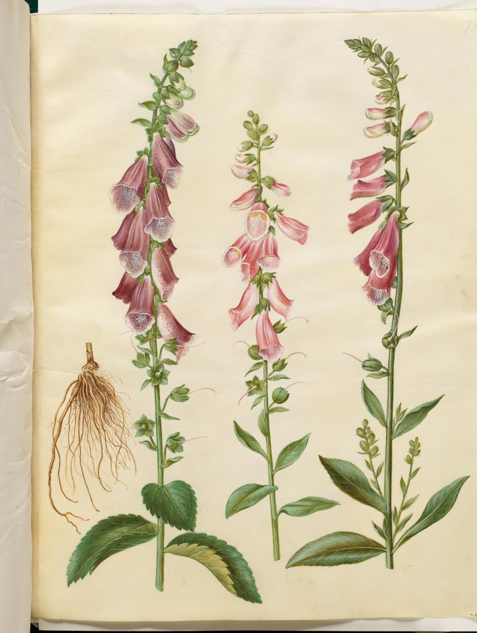 Digitalis purpurea (digitalista obyčejný) od Hans Simon Holtzbecker