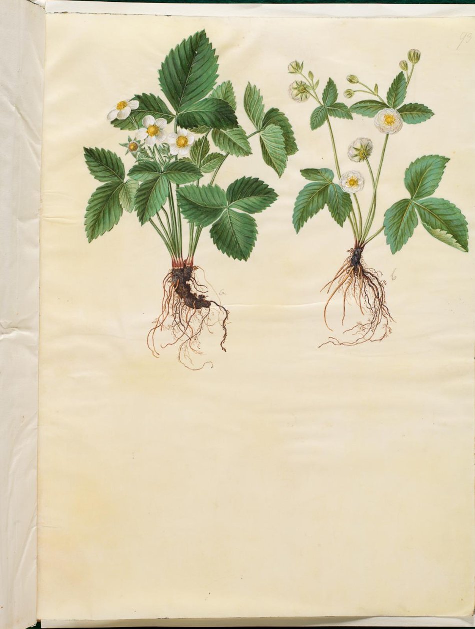 Fragaria vesca (lesní jahoda) od Hans Simon Holtzbecker